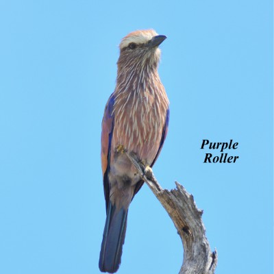 Purple Roller